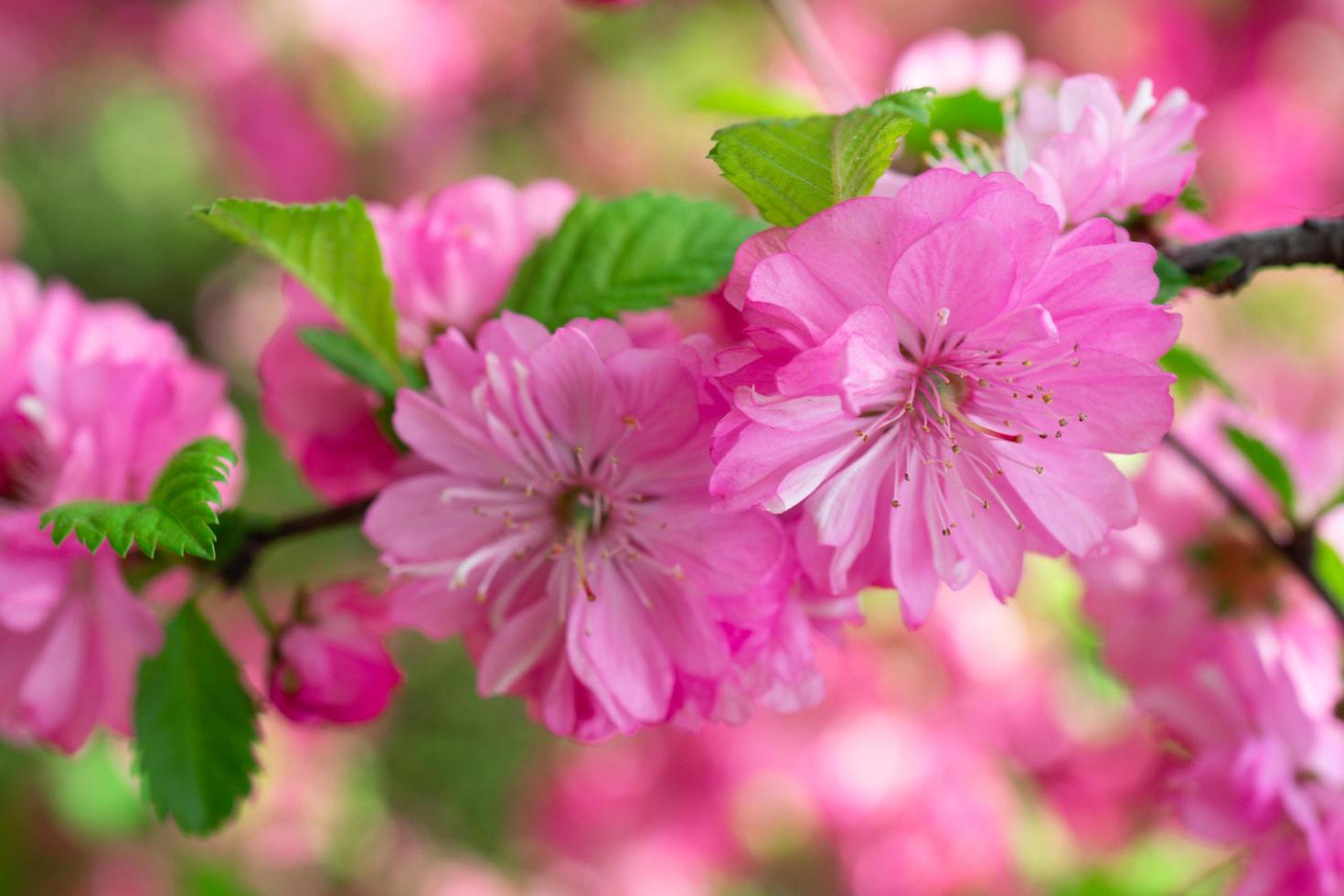 lindo fundo rosa floral de flores de sakura foto