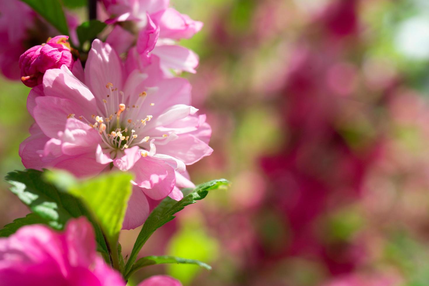 lindo fundo rosa floral de flores de sakura foto