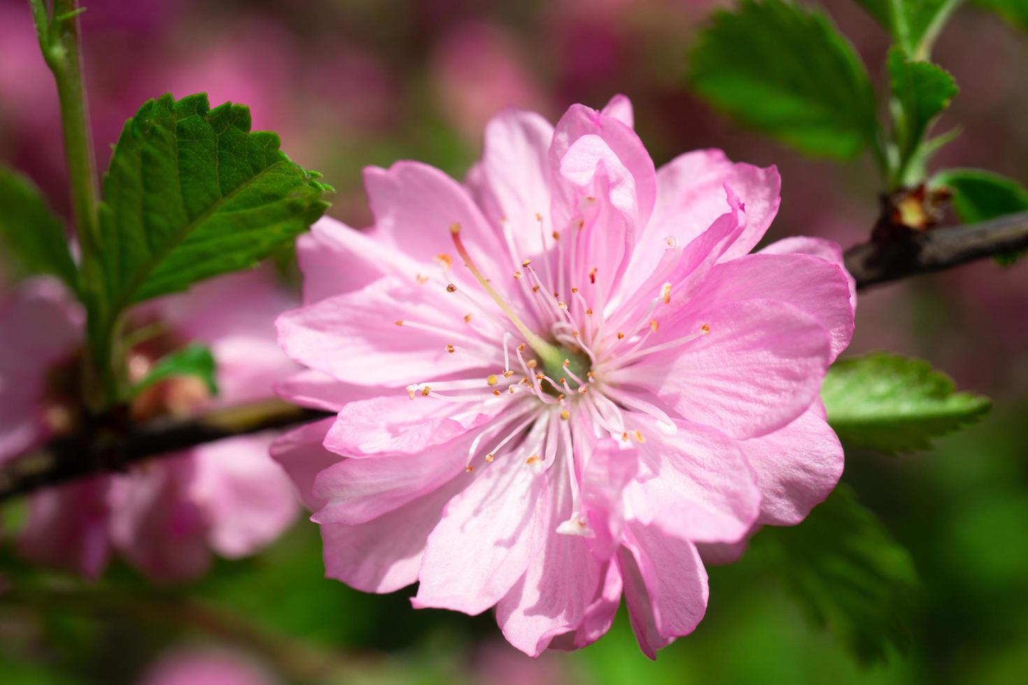 lindo fundo rosa floral de flores de sakura foto