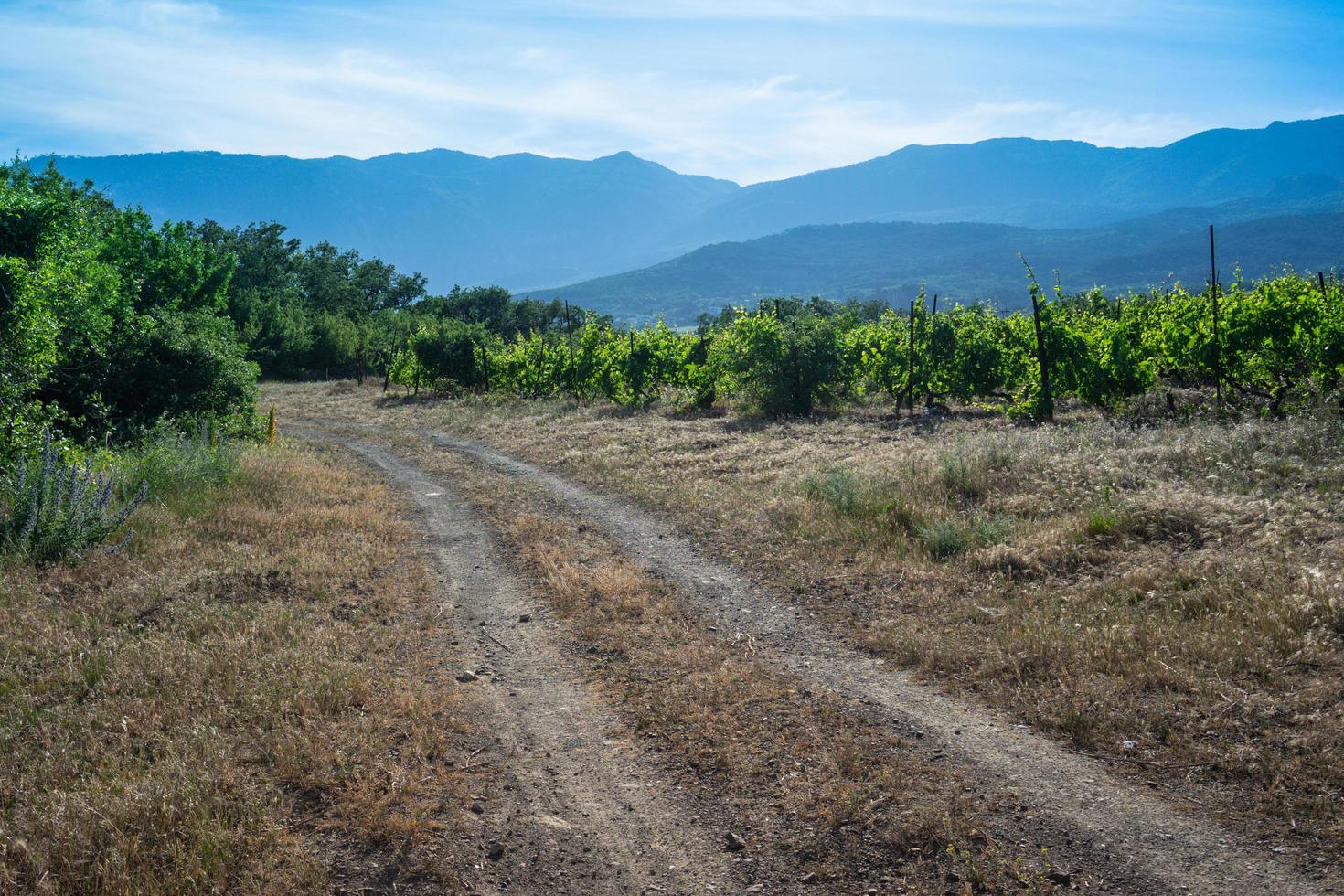 a paisagem natural das vinhas da criméia. foto