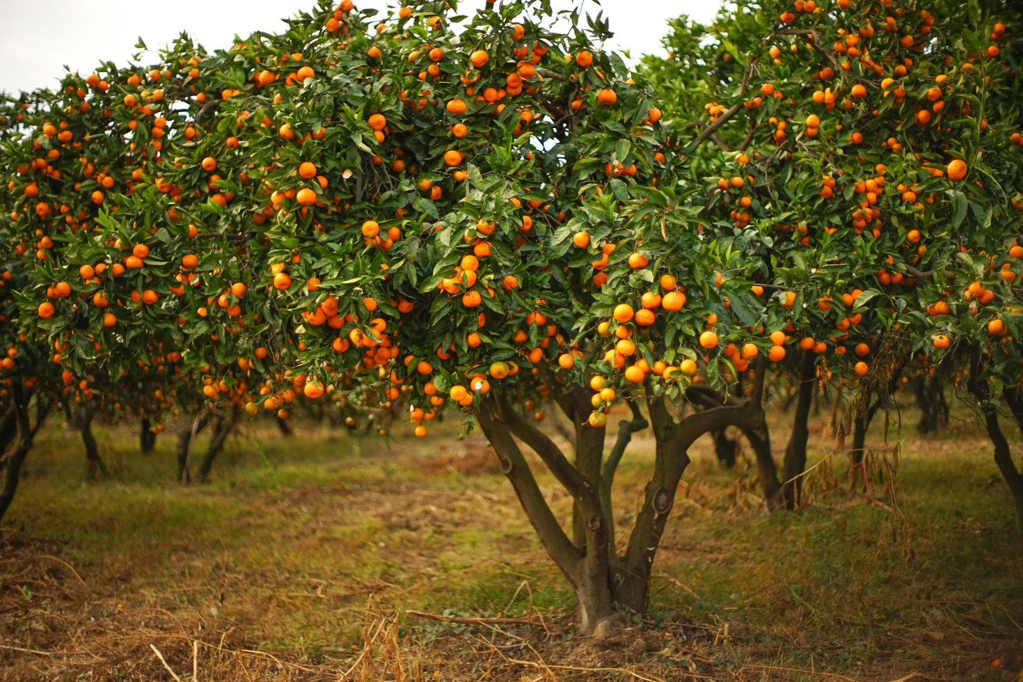 paisagem de outono com jardim de tangerina. foto