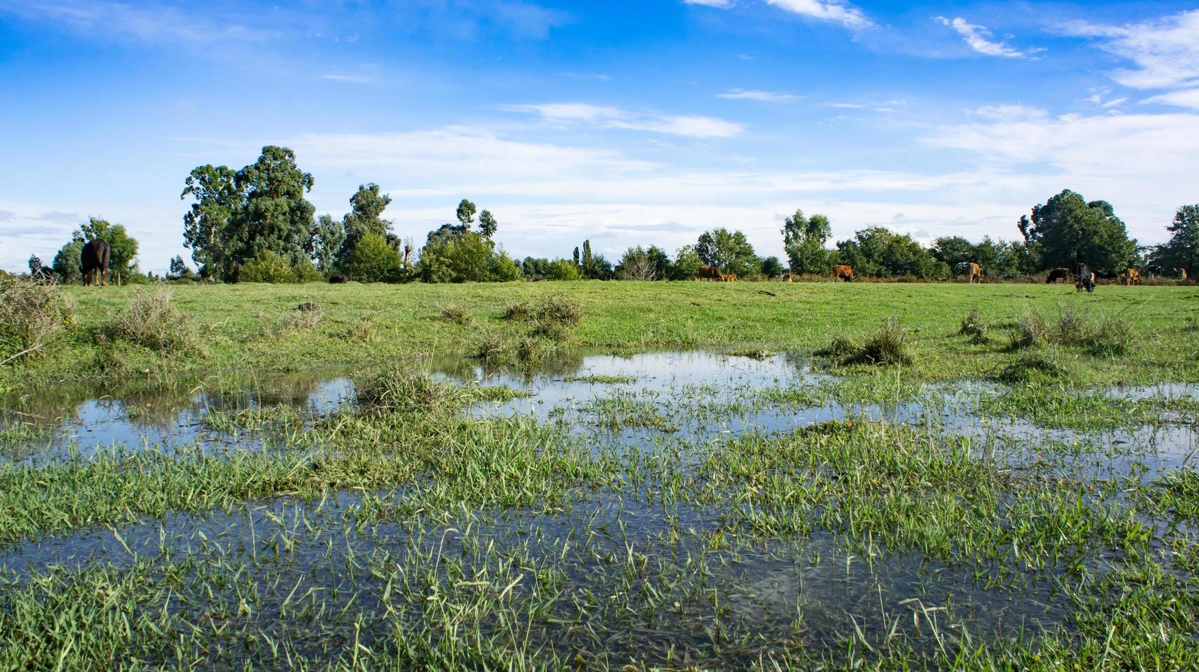 paisagem natural de um campo verde foto