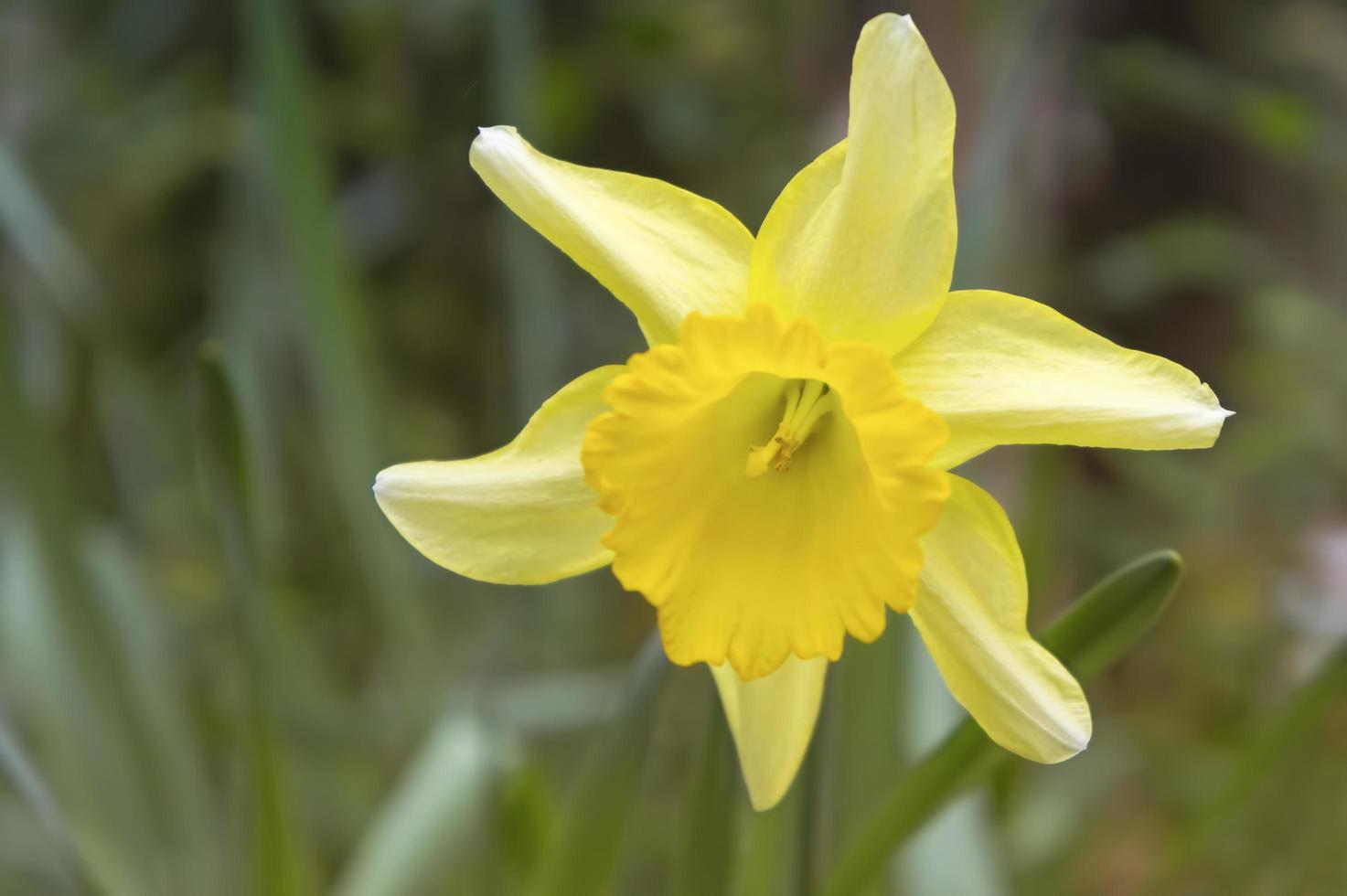 fundo natural com flor amarela de narciso foto