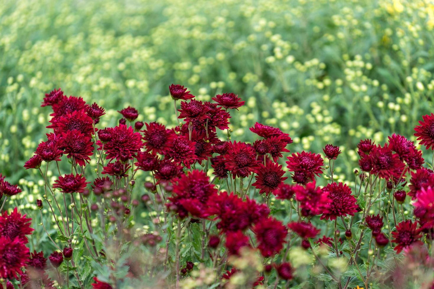 fundo floral com lindos crisântemos cor de vinho foto