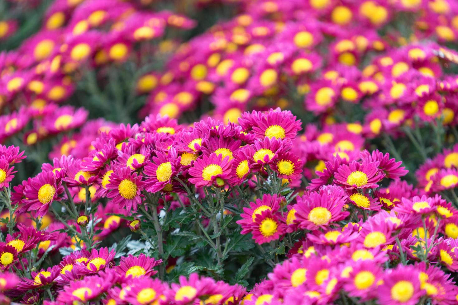 fundo floral com crisântemo rosa brilhante com um núcleo amarelo em fundo desfocado foto