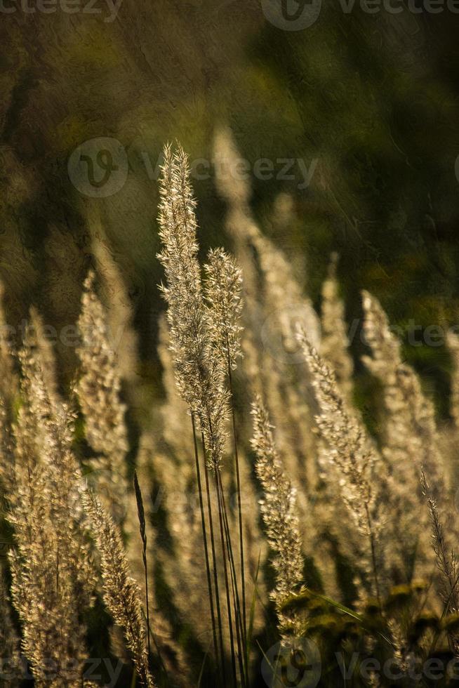 outono dourado Relva dentro a caloroso raios do a tarde Sol foto