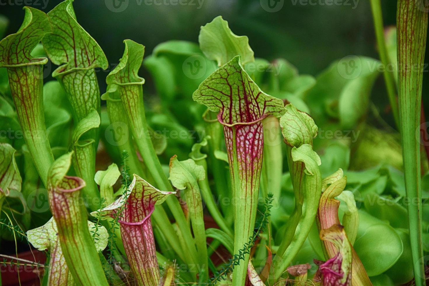 raro original insetívoro plantar dentro a natural meio Ambiente dentro fechar-se foto