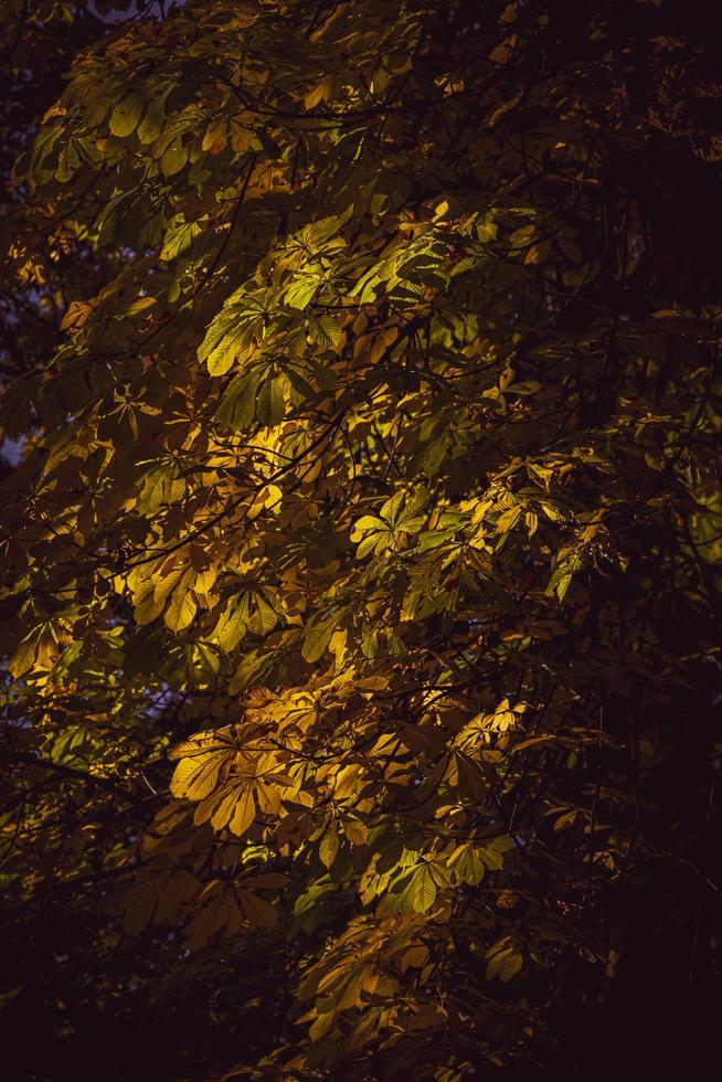 outono castanha árvore com dourado amarelo folhas dentro a caloroso brilho do sol foto