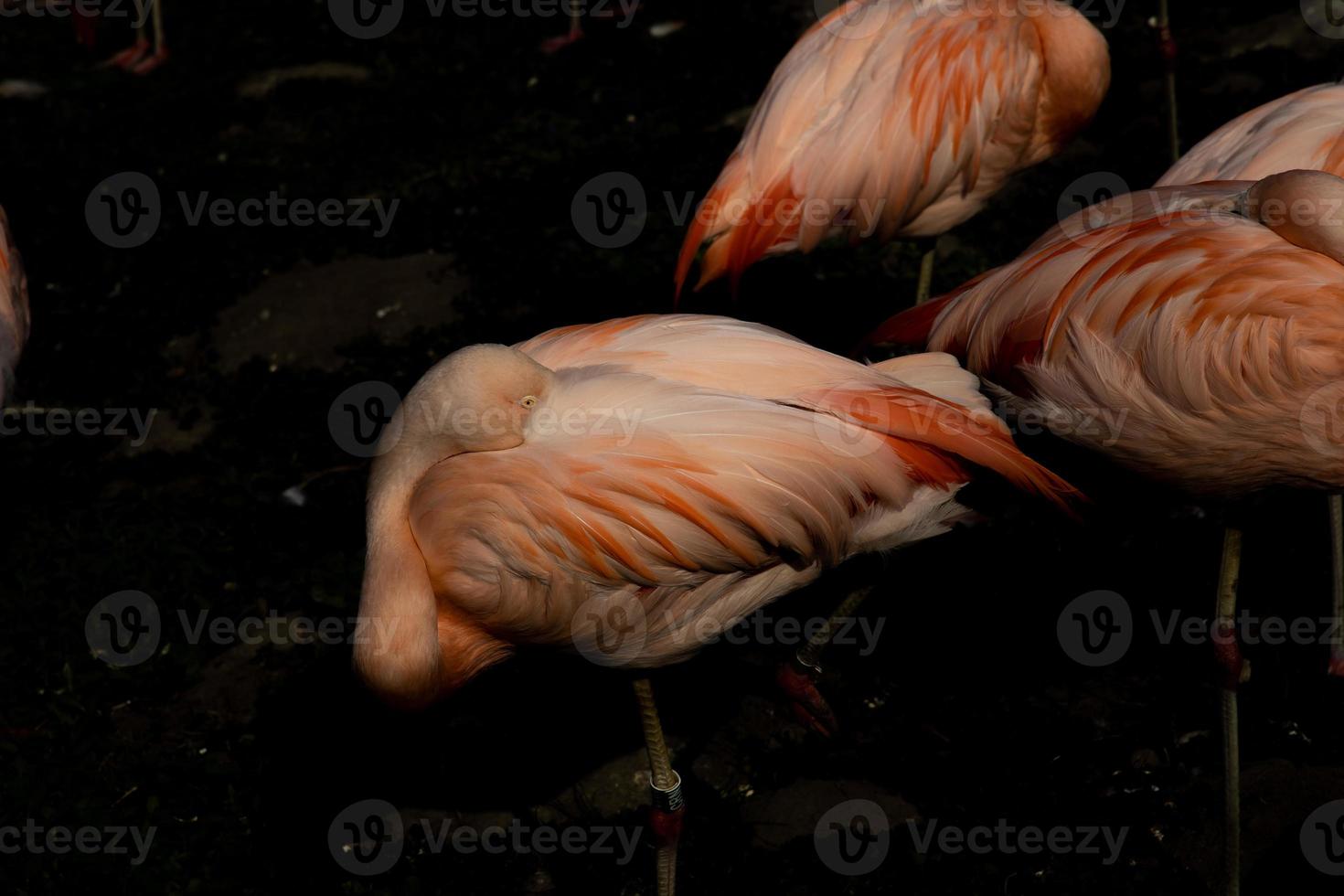 Rosa flamingo pássaro em pé dentro a Sombrio água às a jardim zoológico foto