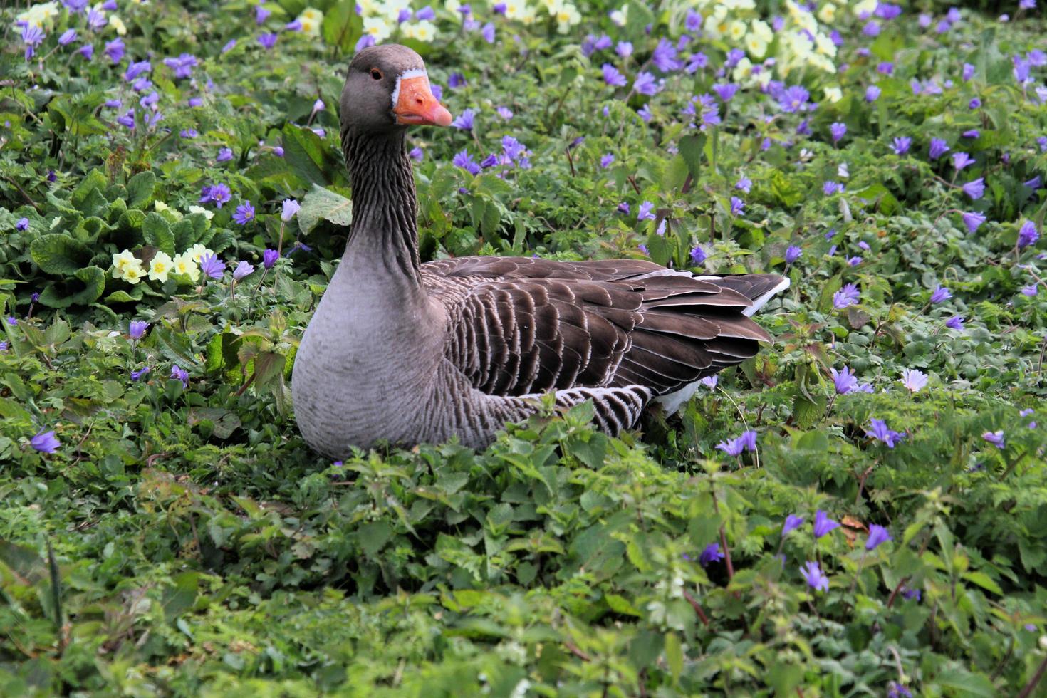 uma visão de um ganso greylag foto