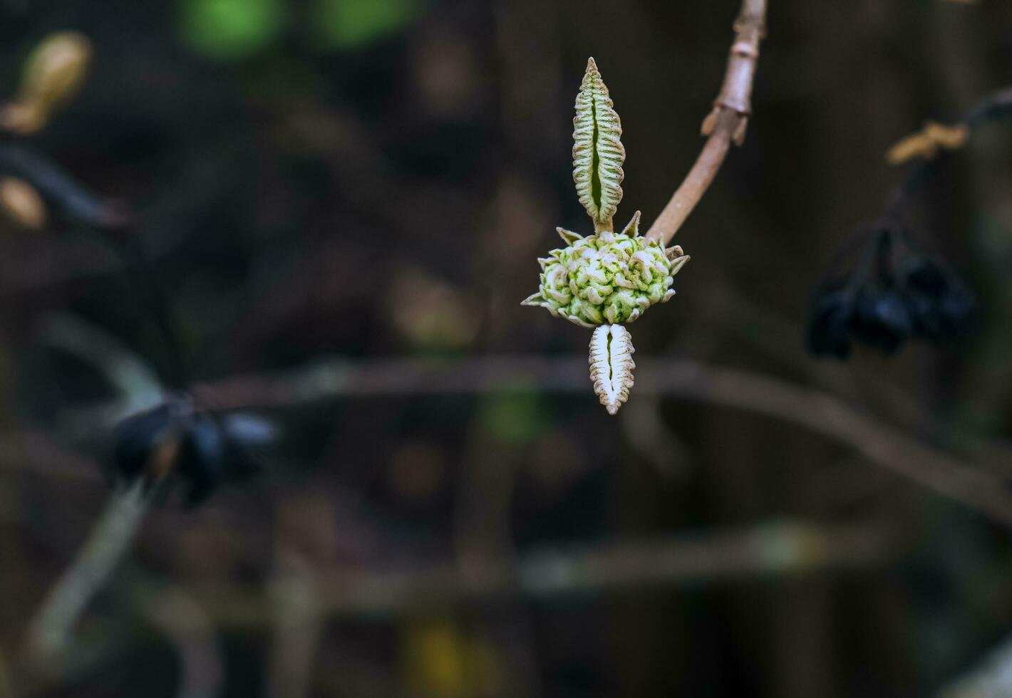 viburnum lantana flor brotos dentro cedo Primavera. último anos frutas em a galhos. vida conquista morte. foto
