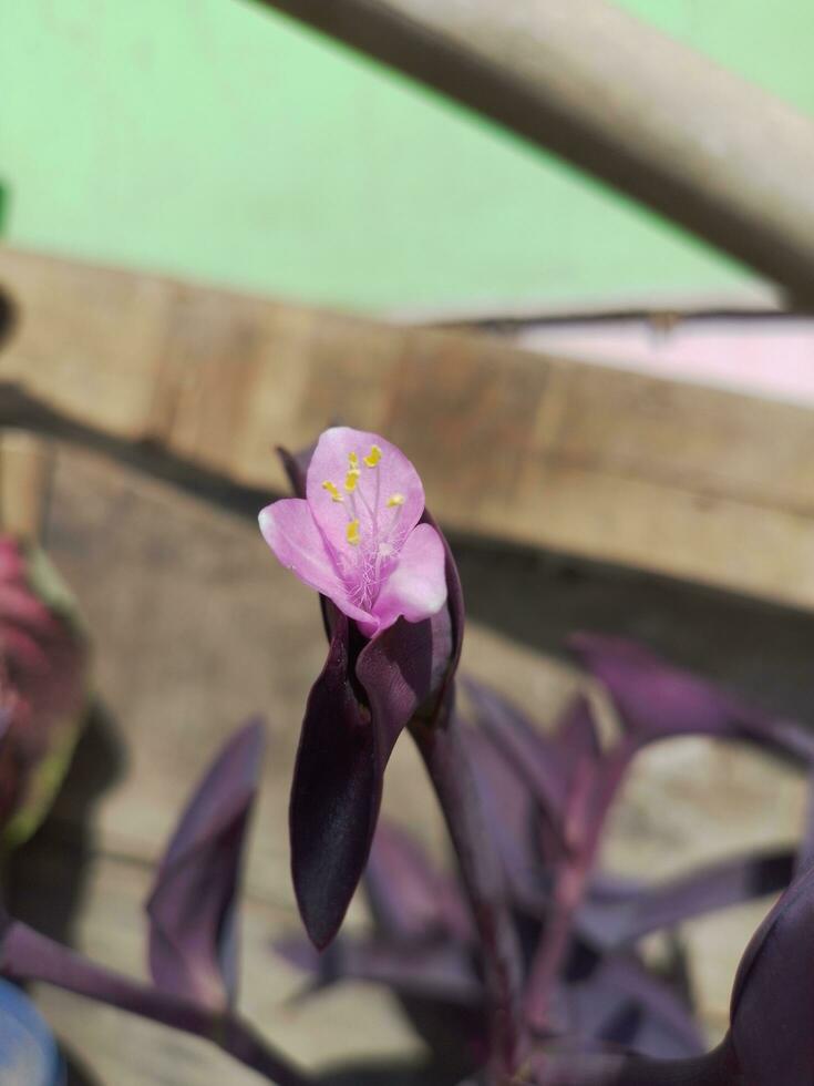 roxa coração flor, adequado para fundo ou papel de parede foto