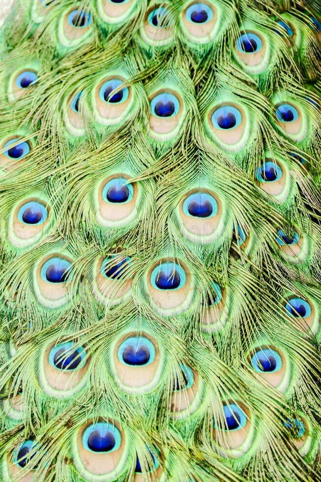 penas de pavão colorido foto