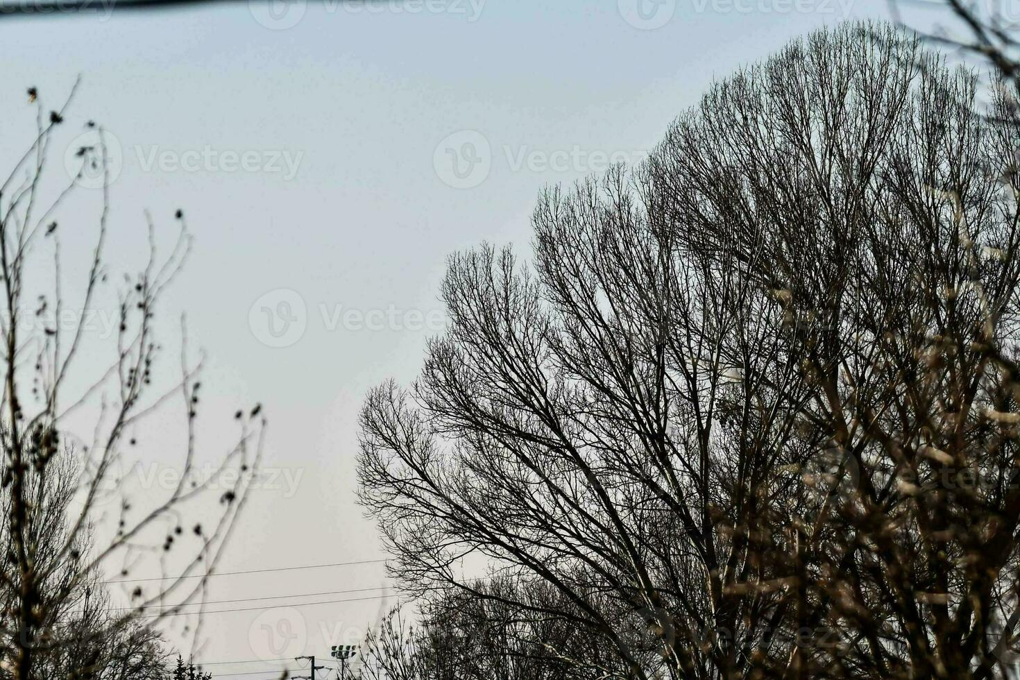 árvores na floresta foto