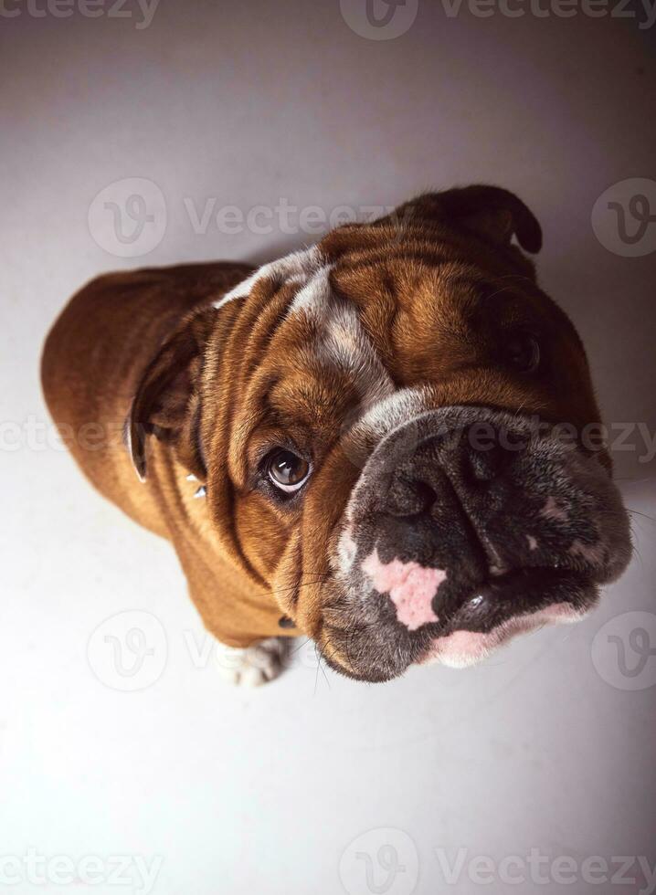 retrato de bulldog inglês foto