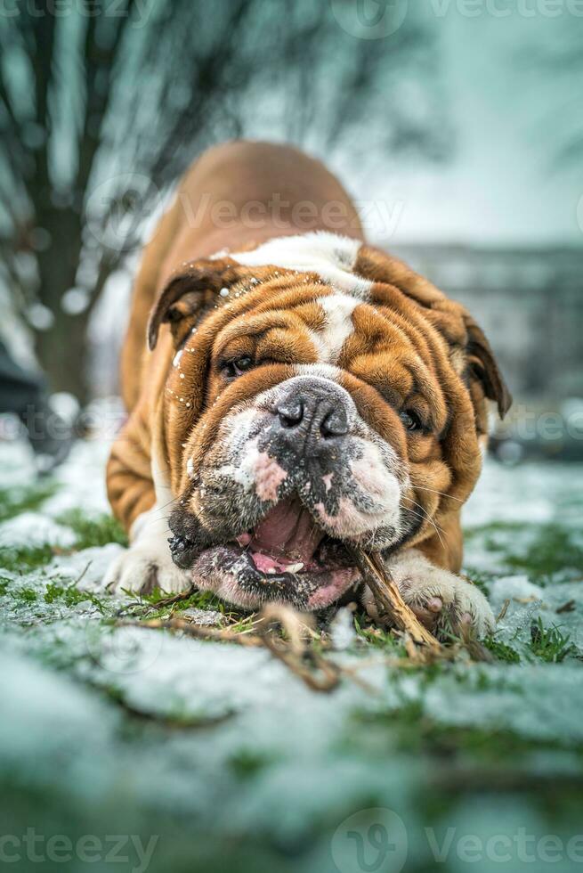 retrato de bulldog inglês foto