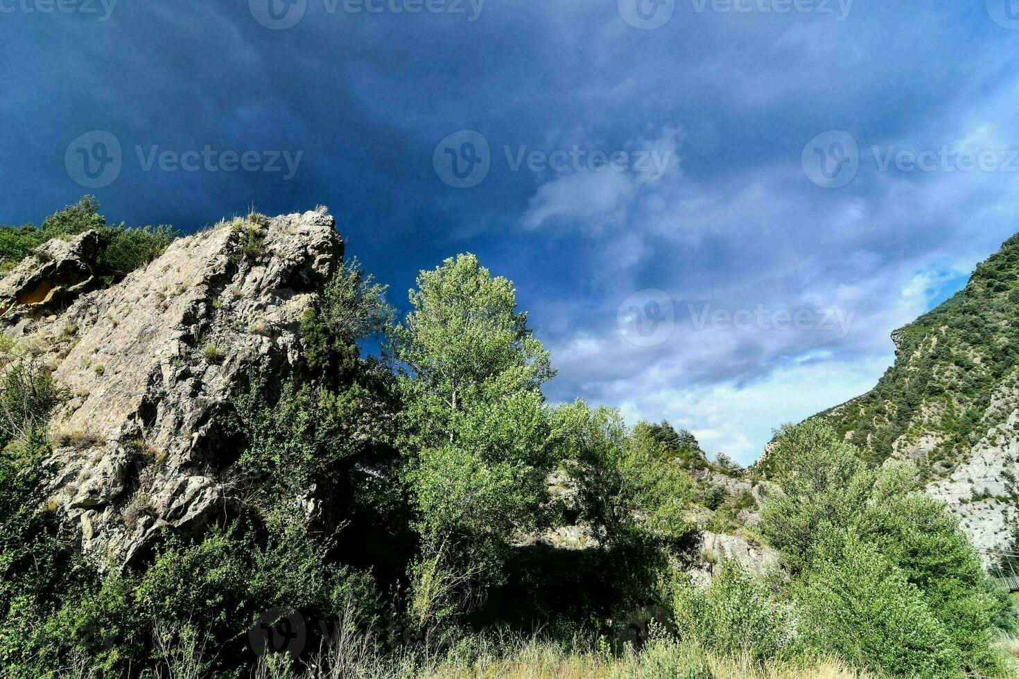 árvores na floresta foto