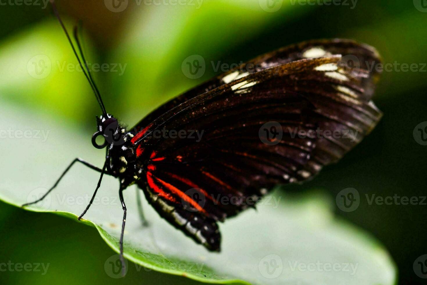 close-up de uma borboleta foto