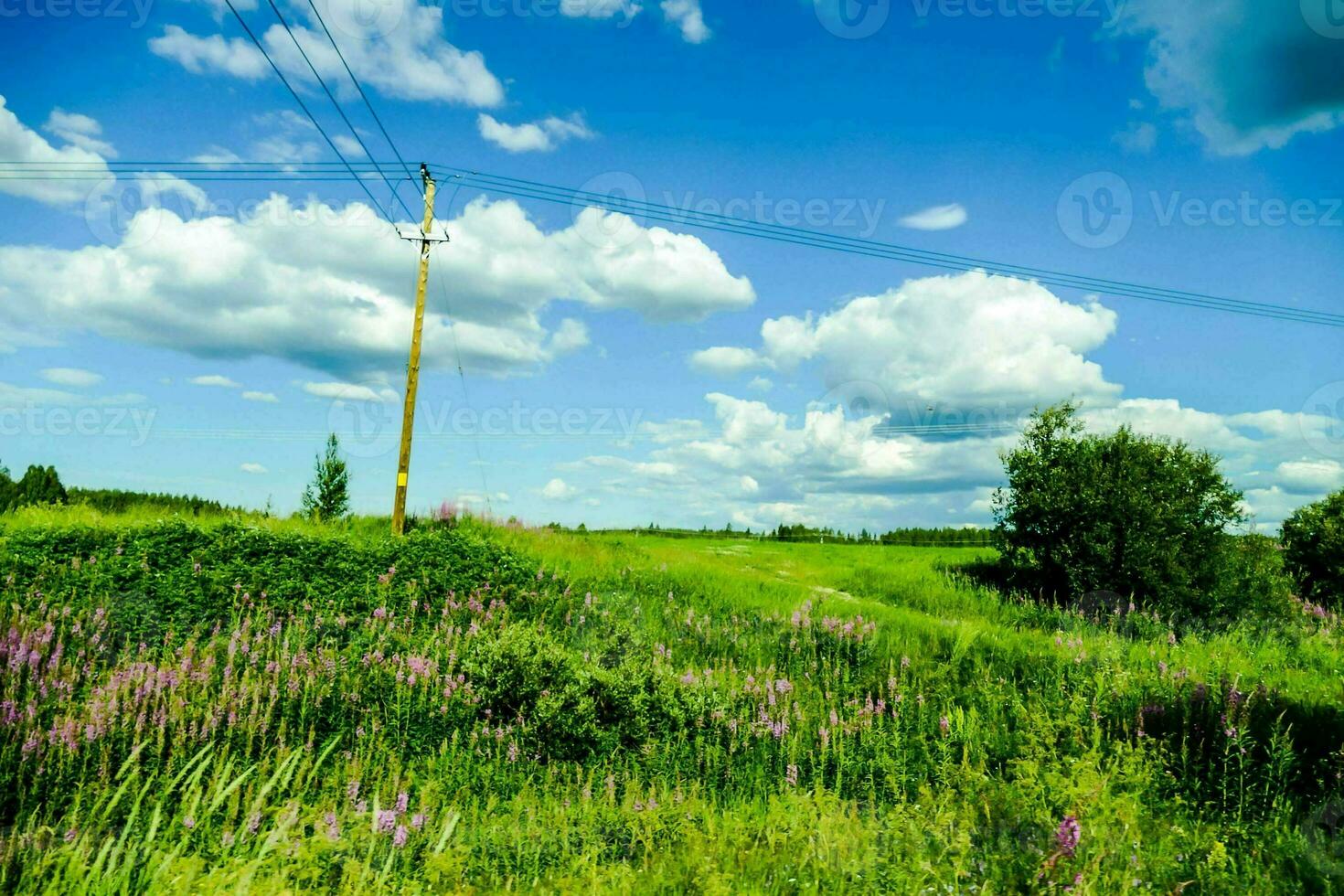 uma campo com flores foto