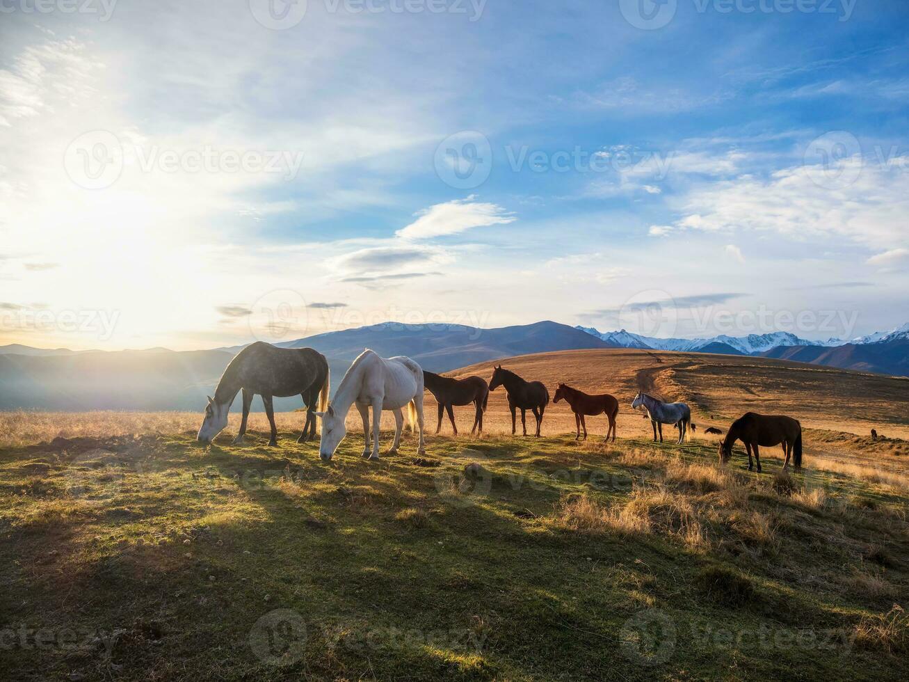 rebanho do cavalos em uma montanha pasto. lindo cavalos dentro a outono Prado poses contra a fundo do uma branco coberto de neve montanha. foto