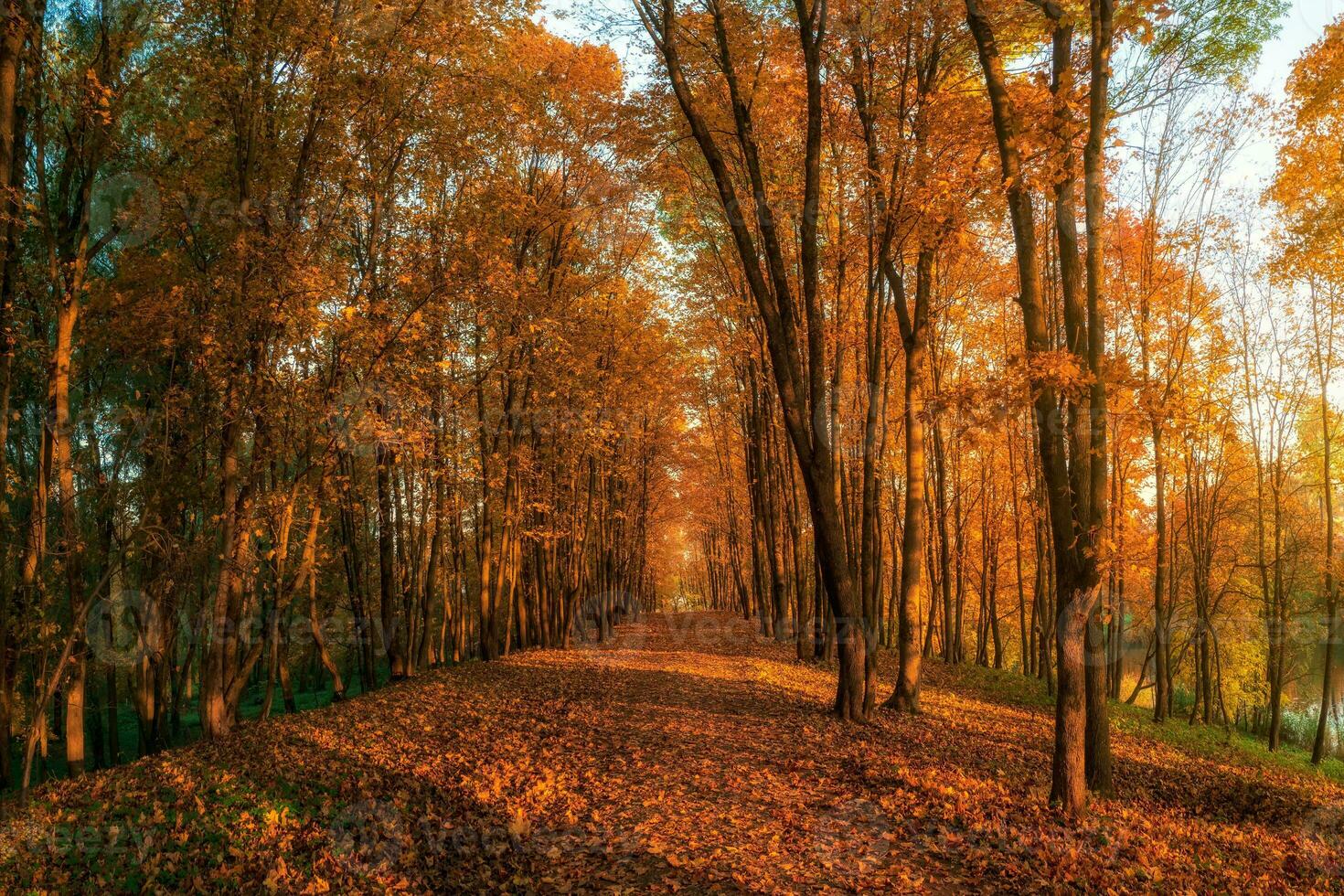 suave foco. ensolarado beco com bordos dentro a outono parque. outono folha cair. uma caminho dentro uma ensolarado outono parque com queda folhas. foto