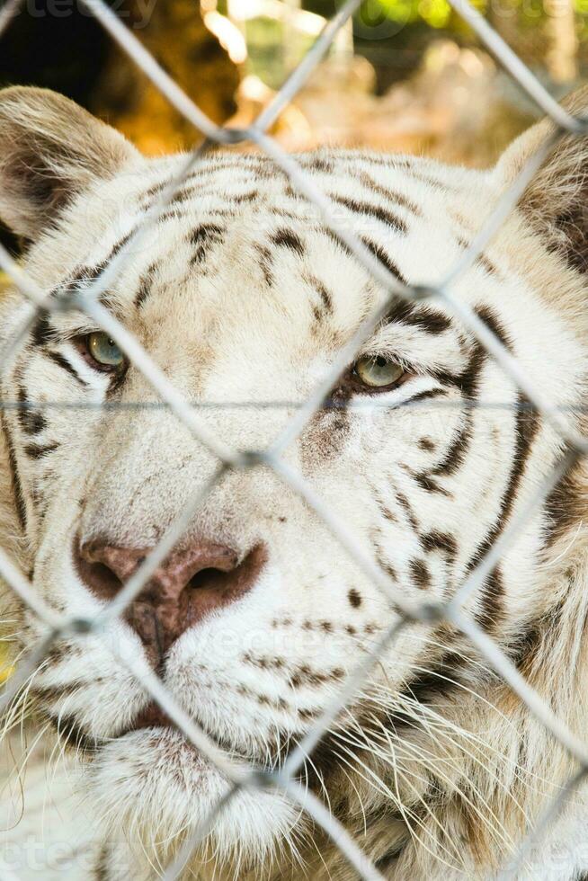 trancado tigre dentro jardim zoológico foto