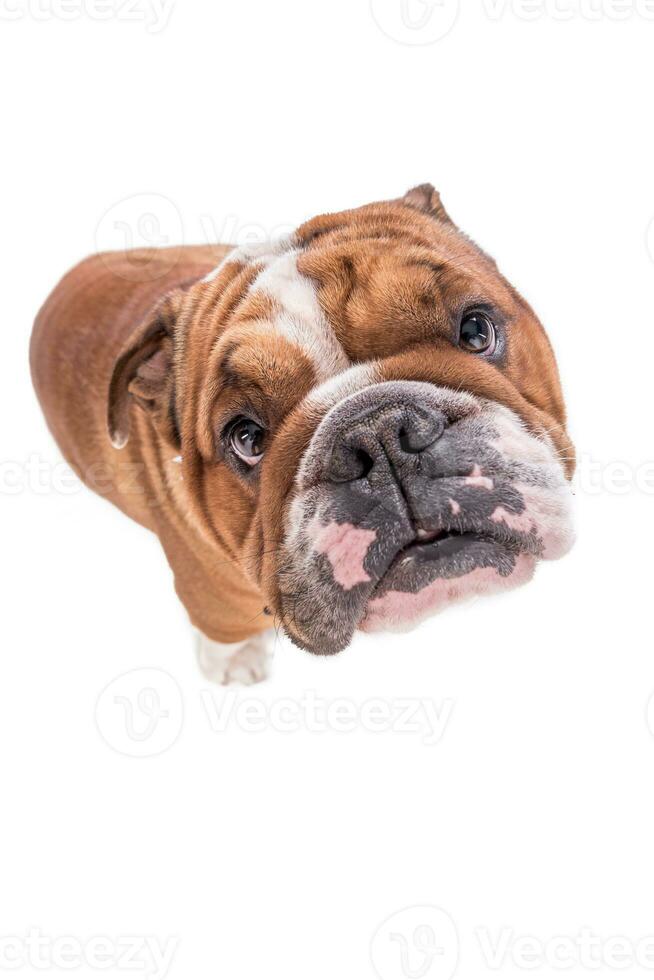 retrato de bulldog inglês foto