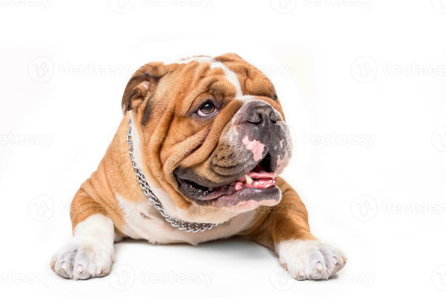 retrato do Inglês buldogue foto