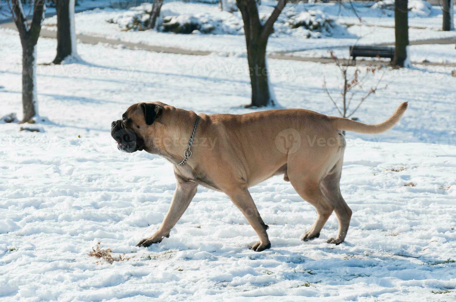 cachorro corrida em a neve foto