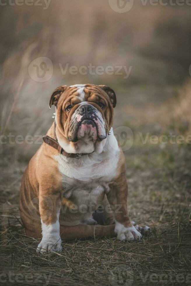 retrato Inglês buldogue foto