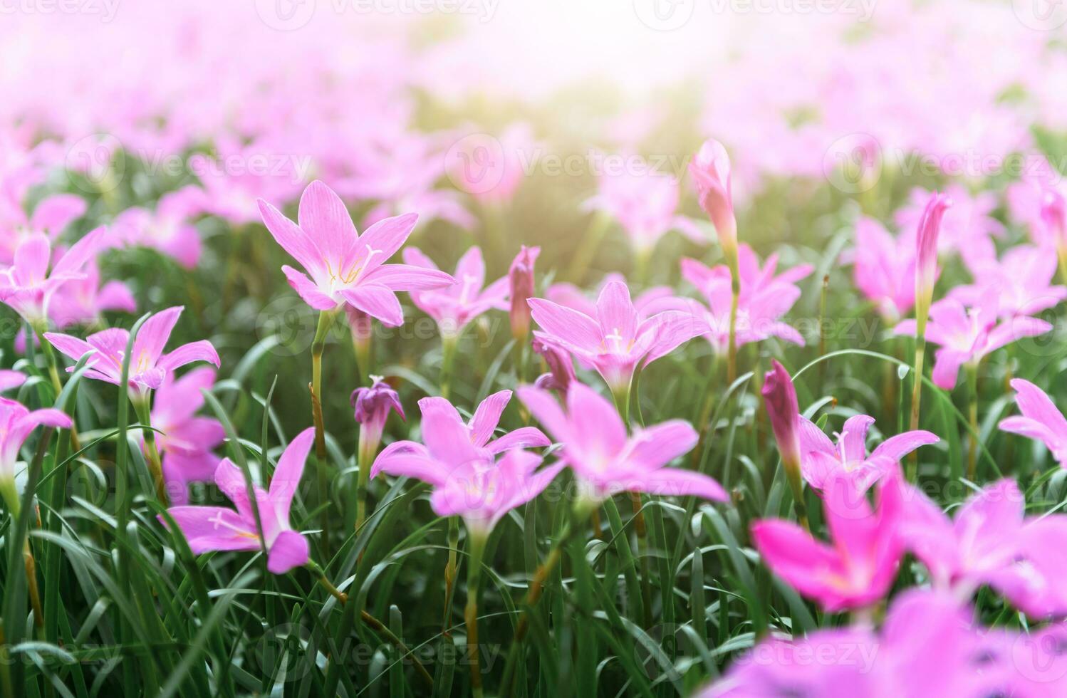 zephyranthes grandiflora Rosa flores ou fada lírio foto