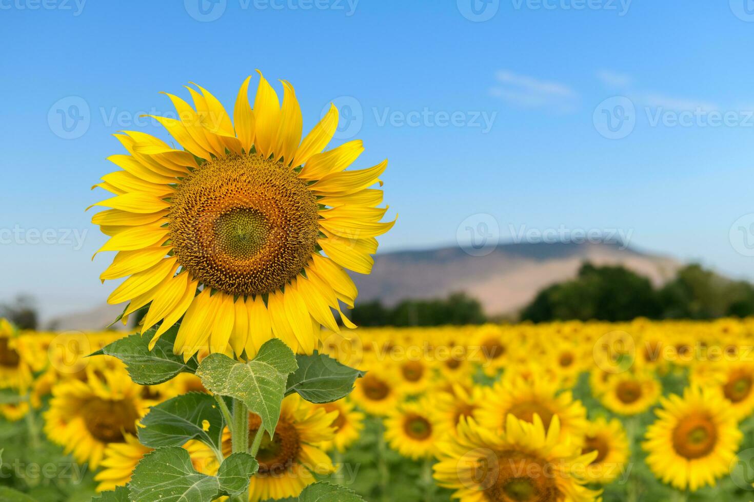 grande girassol dentro girassol campo em azul céu fundo, foto