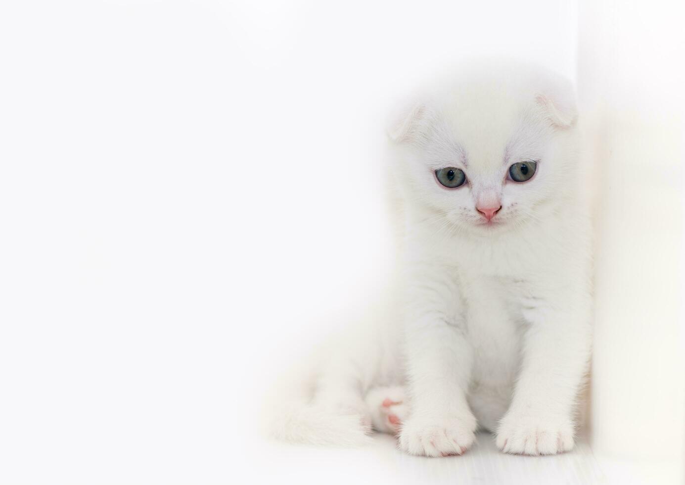fofa branco escocês dobra gatinho sentado em branco foto