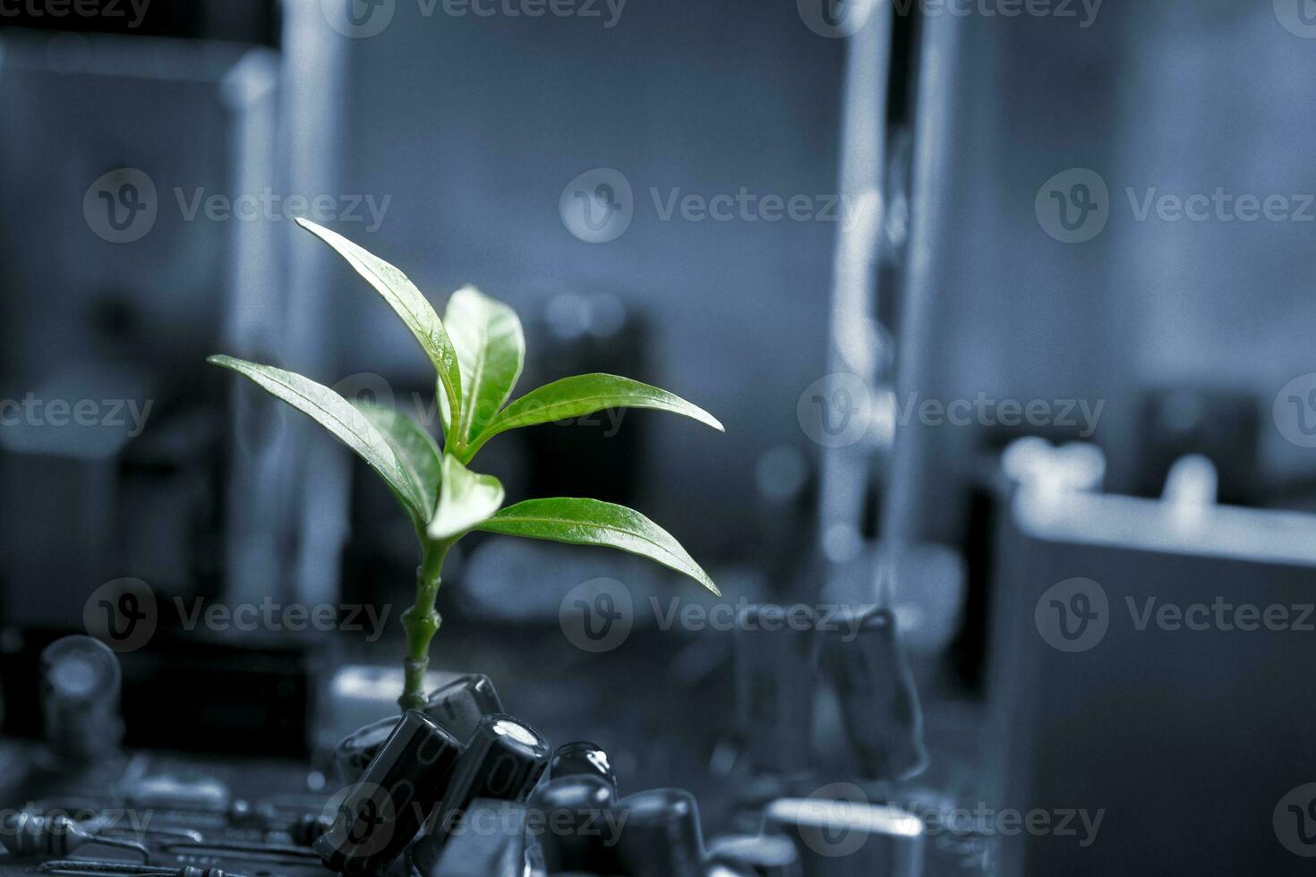 árvore crescendo em a convergindo ponto do computador o circuito borda. verde Informática, verde tecnologia, verde isto, RSC, e isto ética. conceito do verde tecnologia. meio Ambiente verde tecnologia. foto