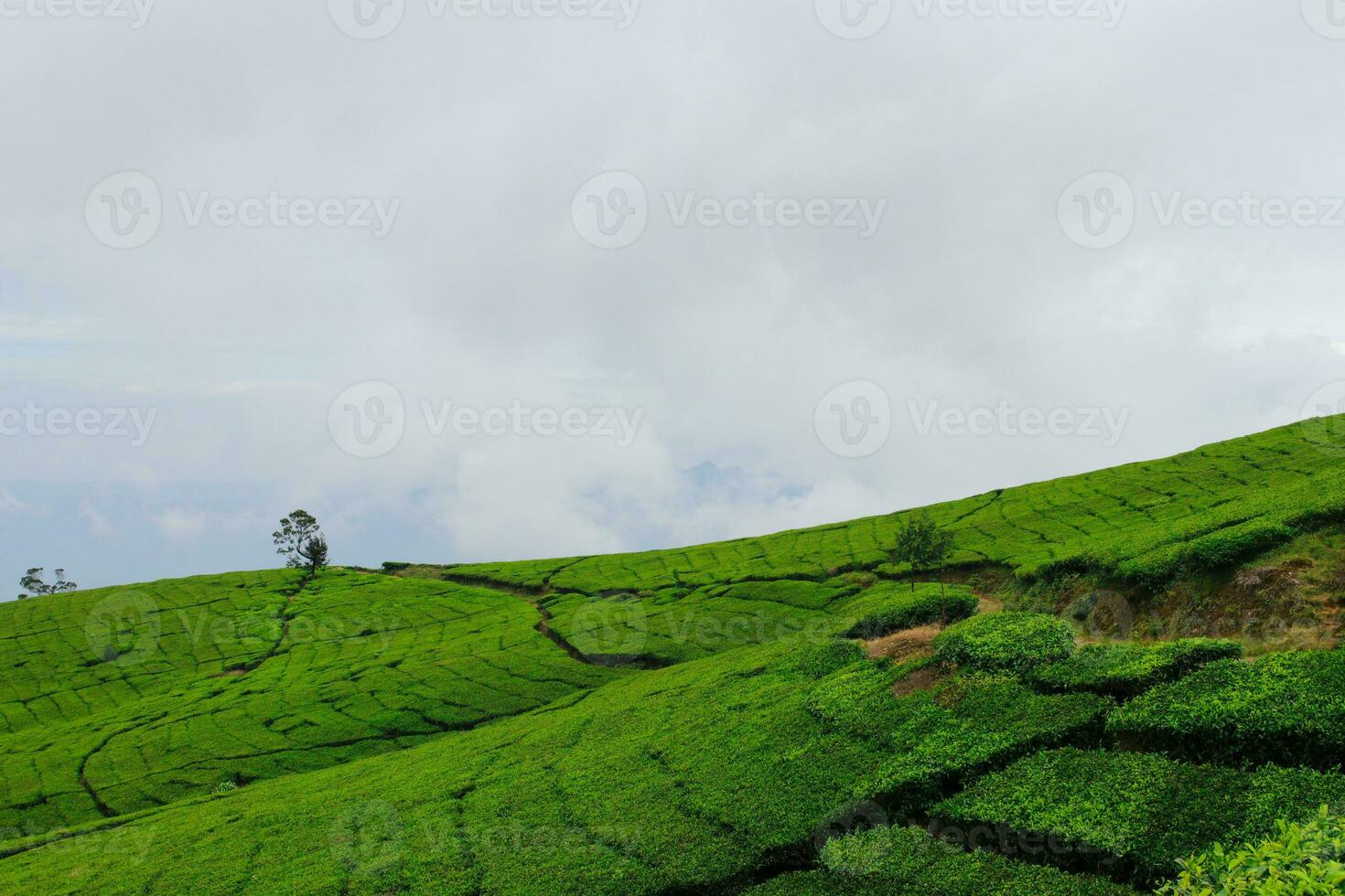 chá plantação panorama dentro a manhã foto