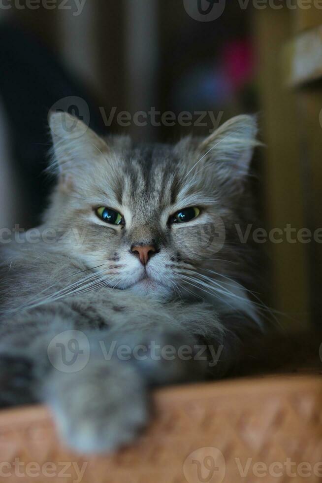 gato com verde olhos é relaxante em uma cadeira. foto