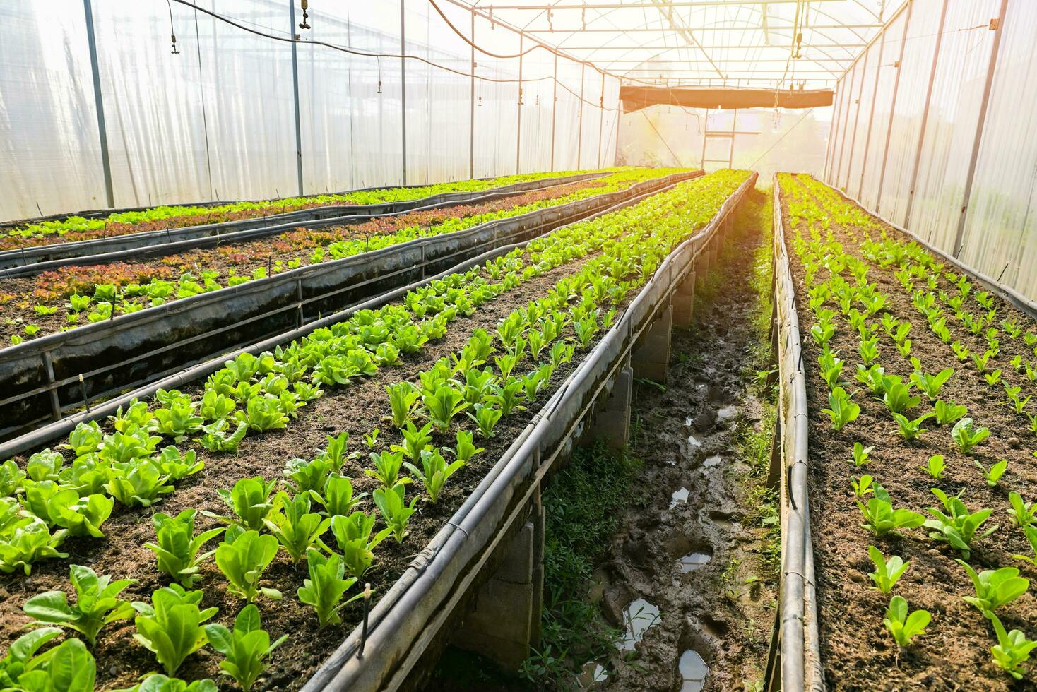 orgânico verde porque alface vegetal jardinagem com verde folha fresco vegetal alface plantio dentro a estufa jardim eco amigáveis jardinagem natureza, vegetal Fazenda solo vegetal jardim foto