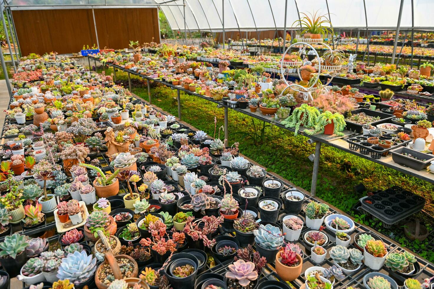 suculento plantas e cacto jardim , cacto Panela decorar dentro a jardim, lindo cacto Fazenda e suculento plantas jardim dentro estufa foto