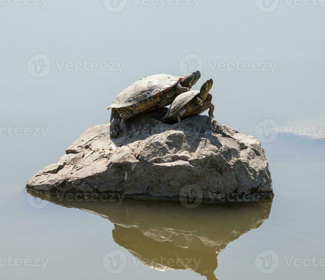 dois água tartarugas em a Rocha foto