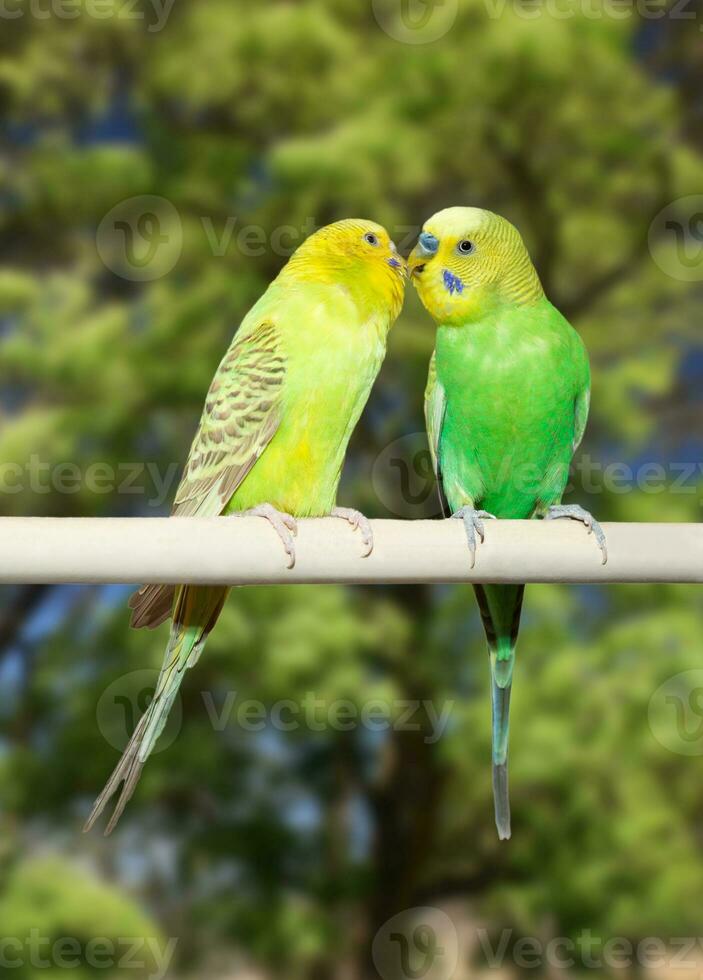casal do papagaios foto