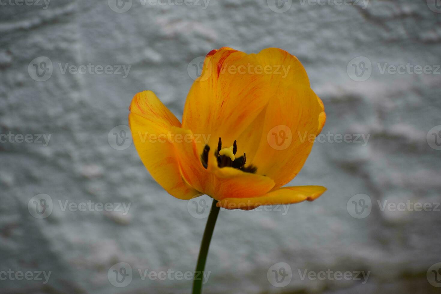 tulipa florescendo amarela foto