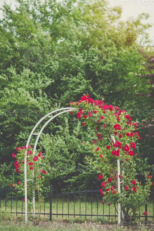 vermelho escalada rosas em arco florescendo dentro jardim foto