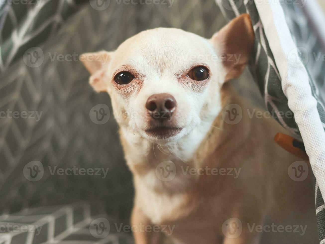 rown chihuahua cachorro sentado dentro cinzento tenda barraca em de madeira chão. olhando às Câmera. foto