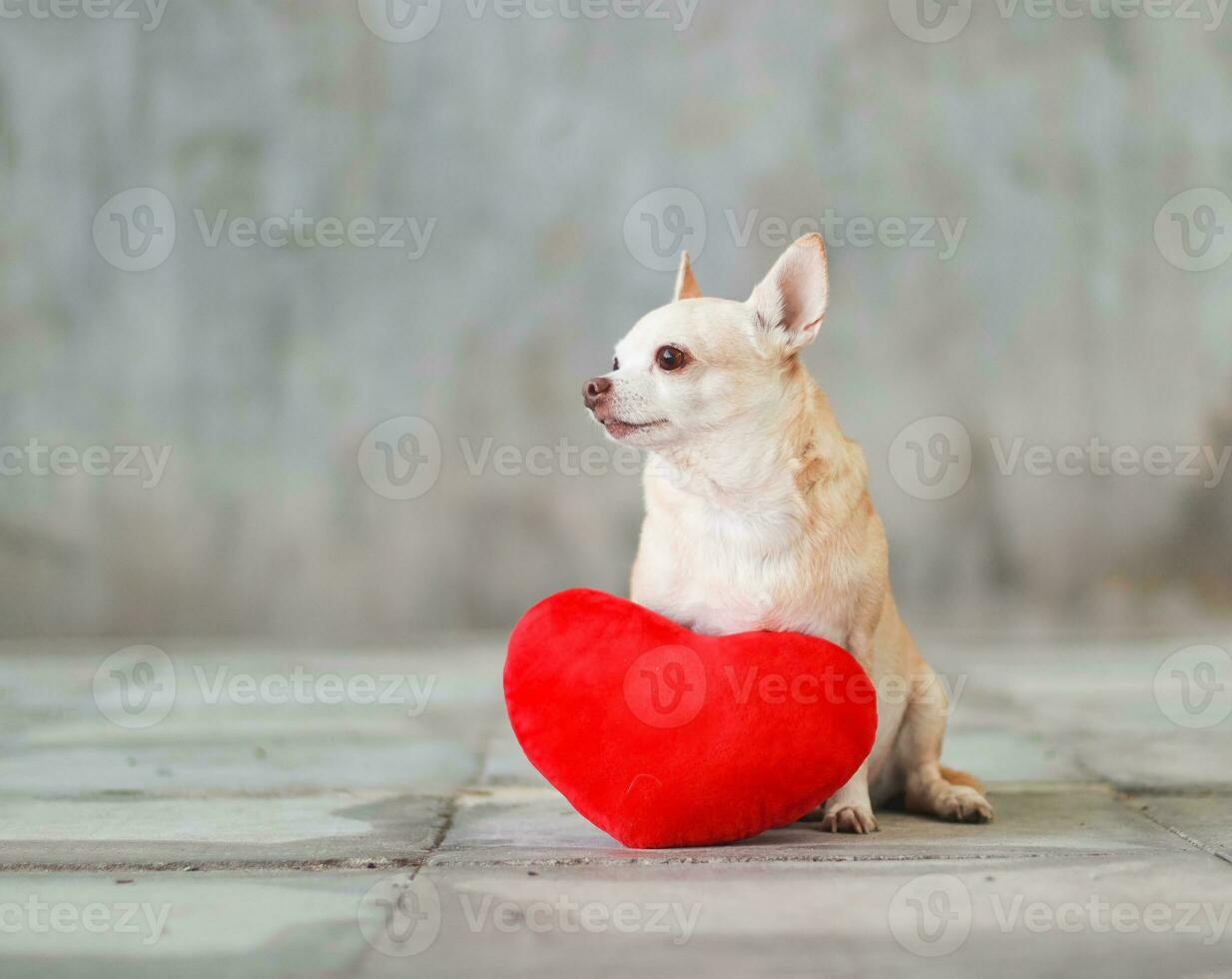 cachorros chihuahua de cabelo curto castanho sentados com travesseiro de forma de coração vermelho no piso de ladrilho desfocado e conceito de dia dos namorados de parede de cimento. foto