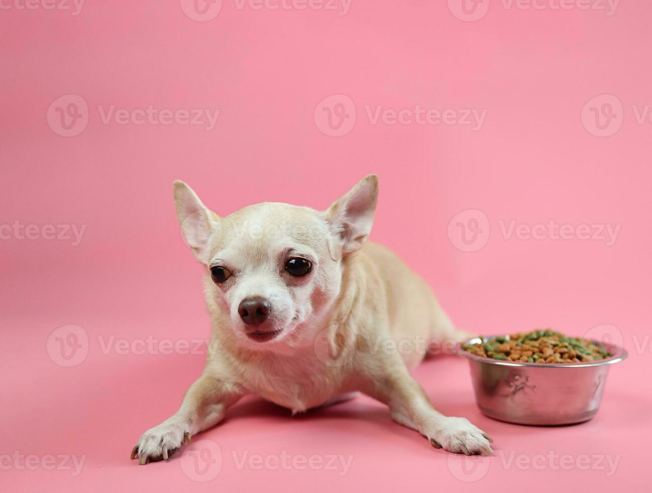 saudável Castanho curto cabelo chihuahua cachorro deitado baixa com uma tigela do seco cachorro Comida em Rosa fundo. foto