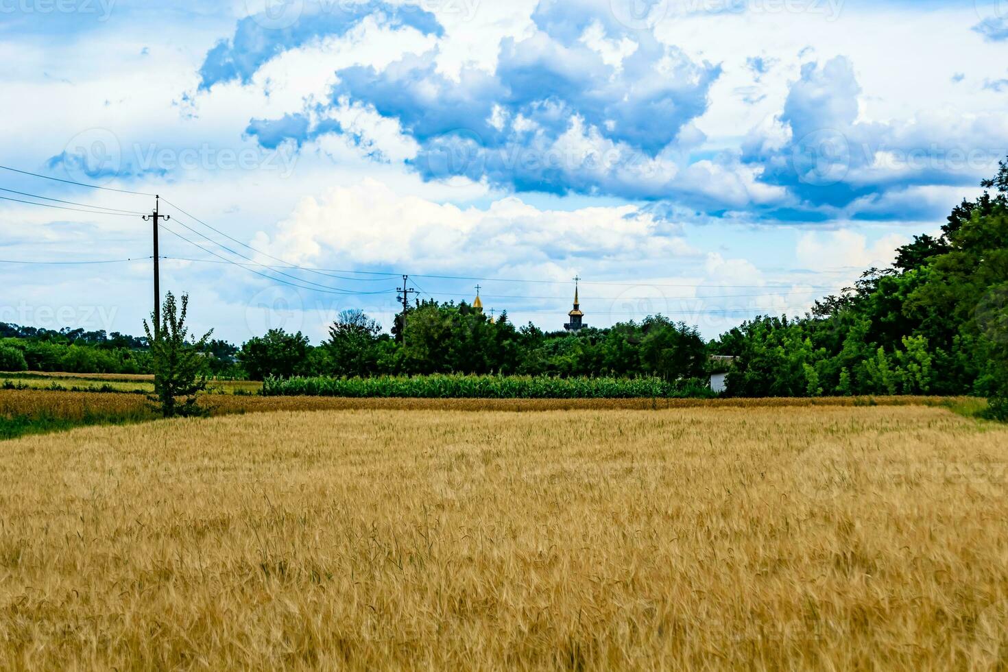 fotografia sobre campo de fazenda de trigo grande tema para colheita orgânica foto