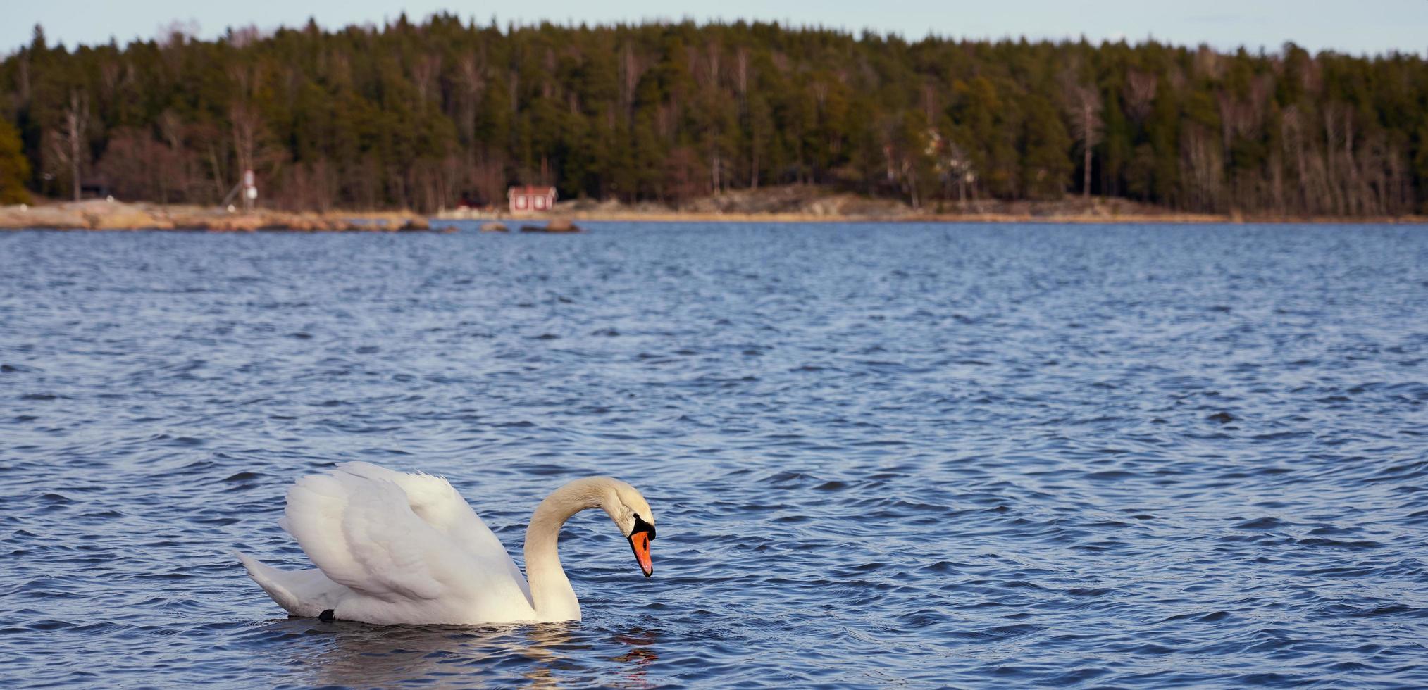 cisne branco no oceano foto