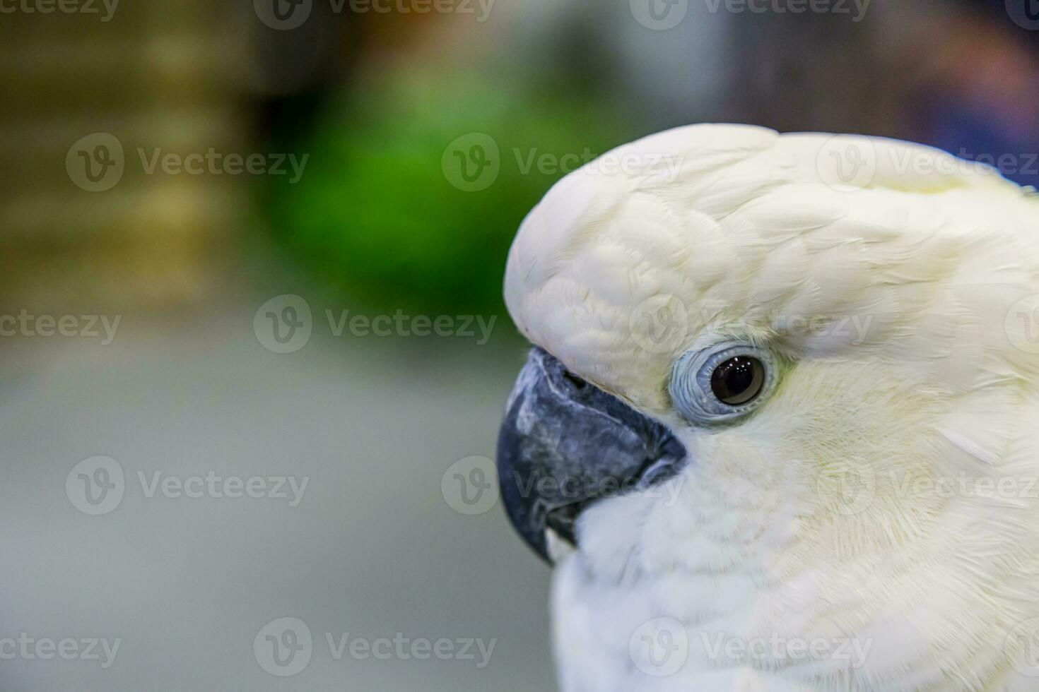 olho do crista amarela cacatua foto