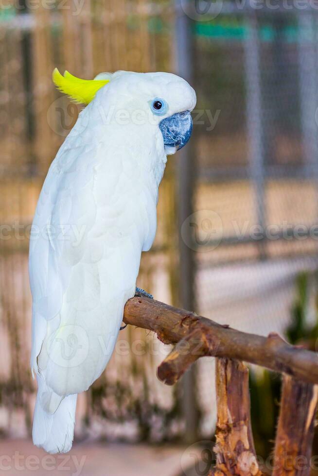 cabeça do crista amarela cacatua foto