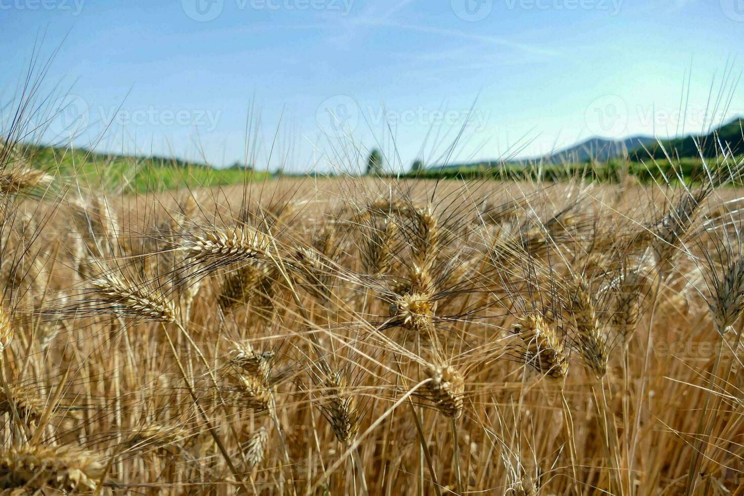 um campo de trigo foto